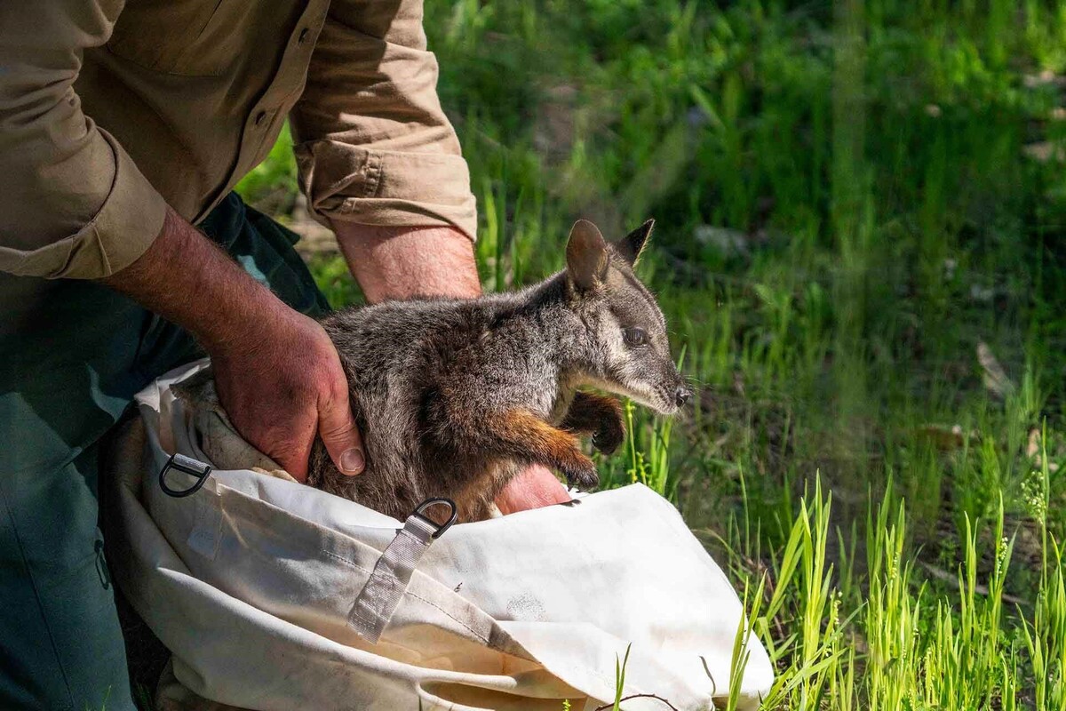 Emergency relocation to save declining Warrumbungle rock wallabies 