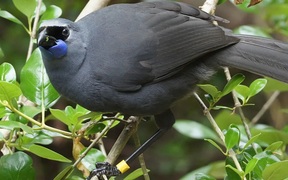 How decades of effort brought kōkako song back to the forests