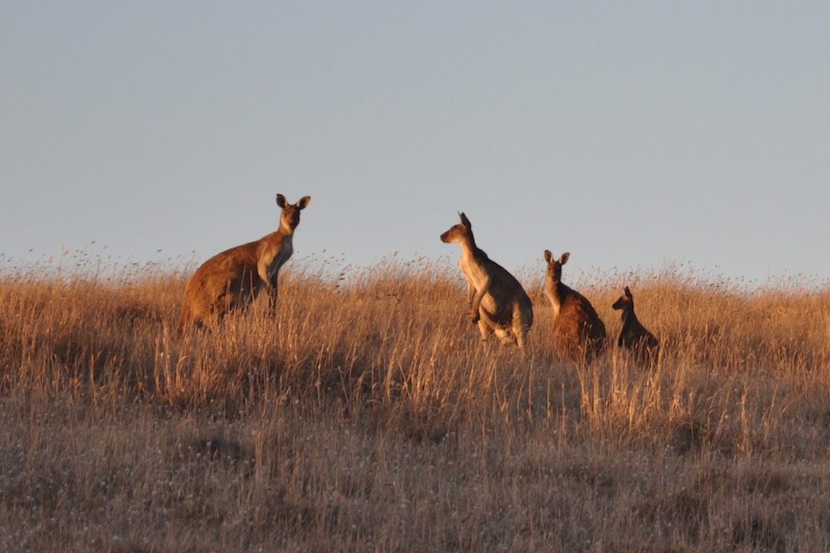 Chance to shape new laws on biodiversity