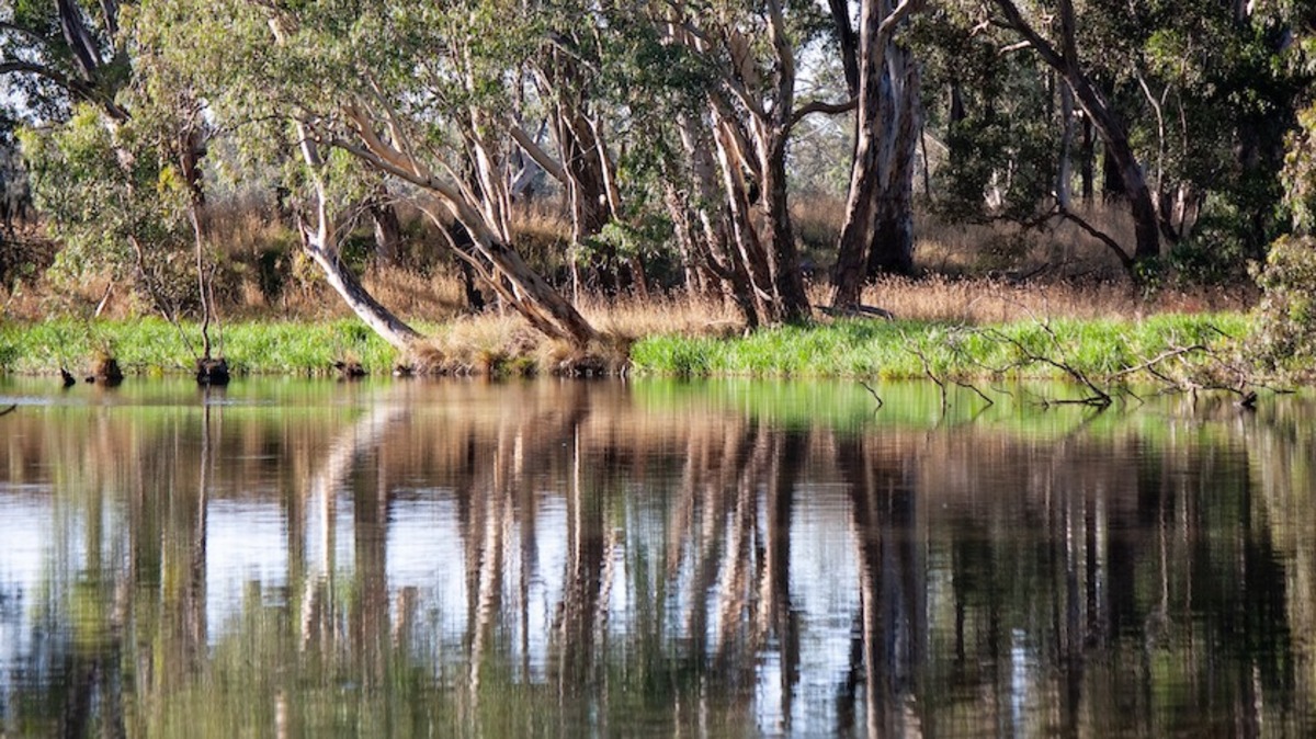 Explore the world of Treewilding