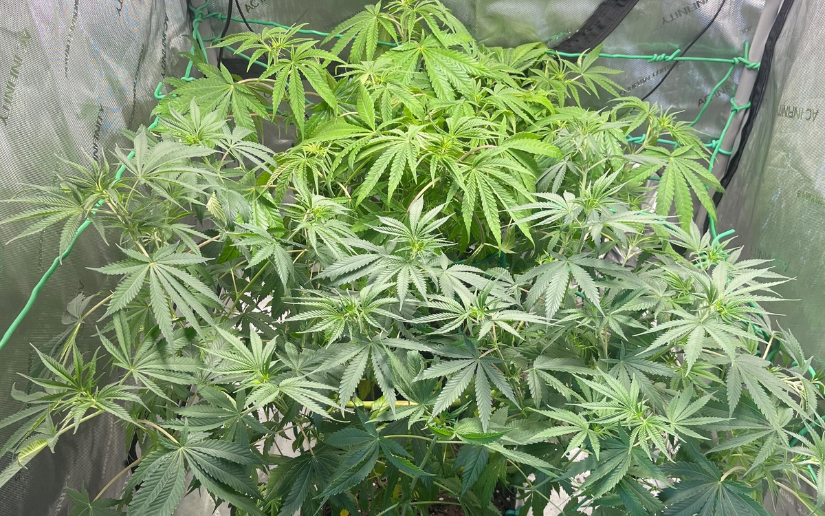 Curtain lifted on illegal cannabis operation