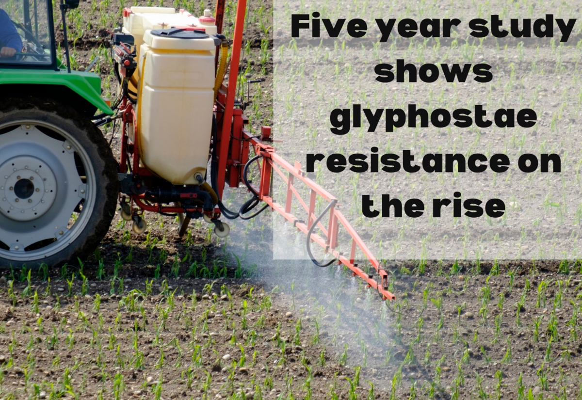 Five-year study shows glyphosate resistance on the rise