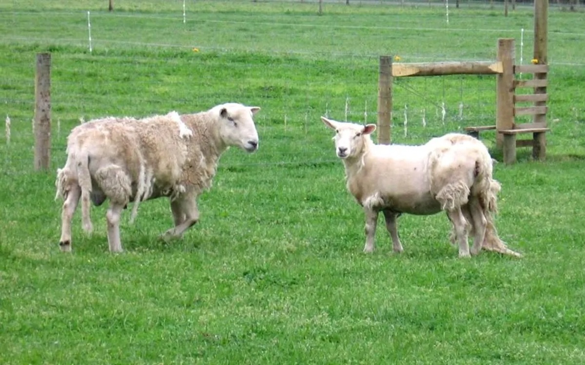 'Nudies' help hill country sheep farmers strip costs back to the bone