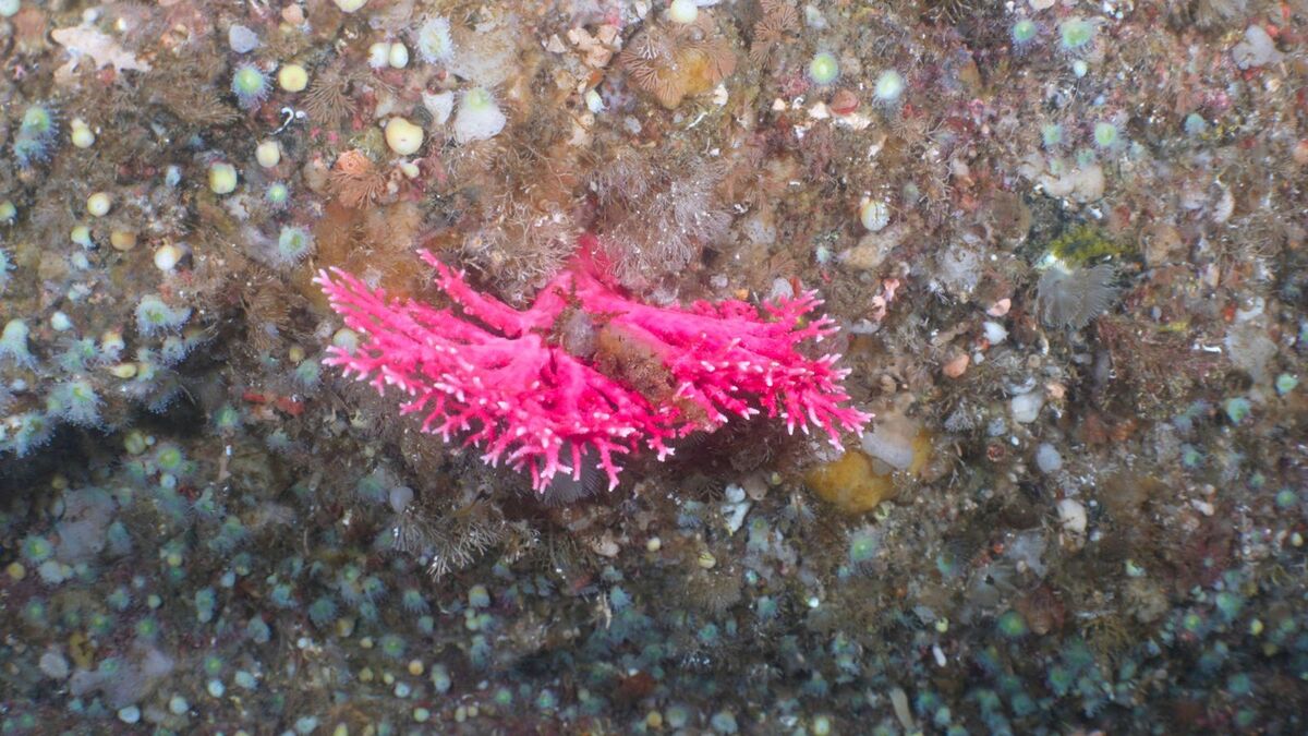 Researchers discover never-seen-before marine life off Fiordland Coast