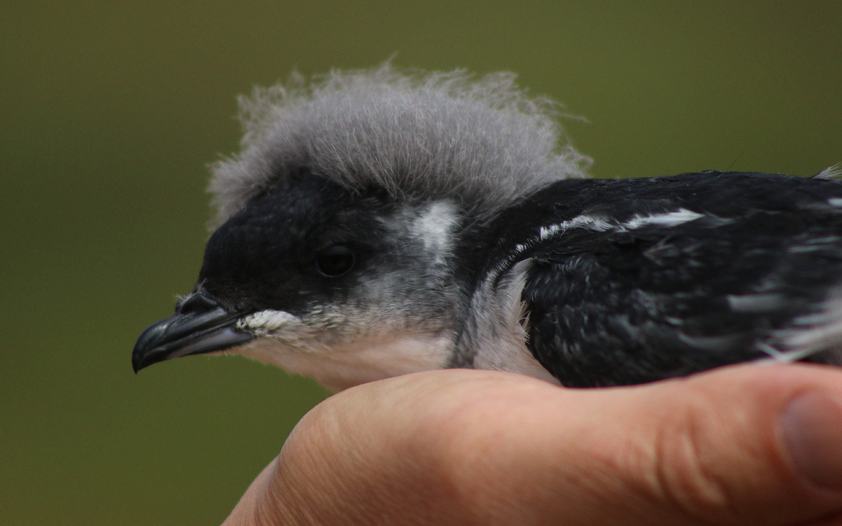 Rising sea levels force relocation of endangered local petrel