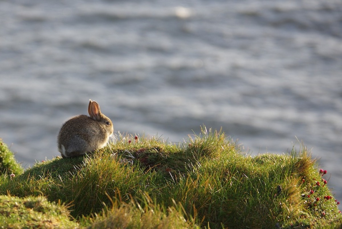 South coast rabbits on notice