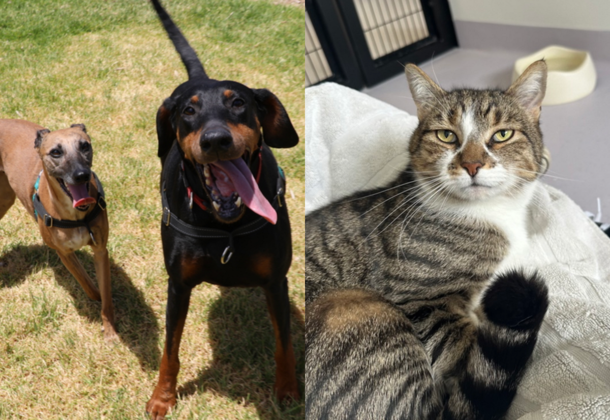 Meet the RSPCA Pets of the Week: Sierra, Isabella & Isaac