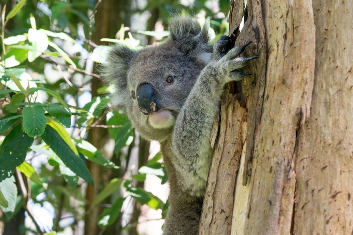 Koala sanctuary for KI