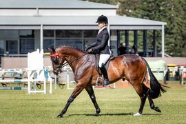 Scallopini proves there is life after racing