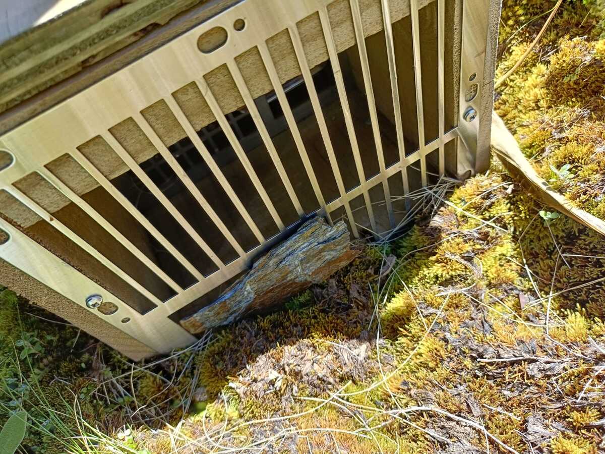 Native species compromised by trap vandals