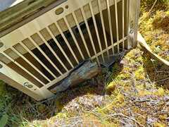 Native species compromised by trap vandals