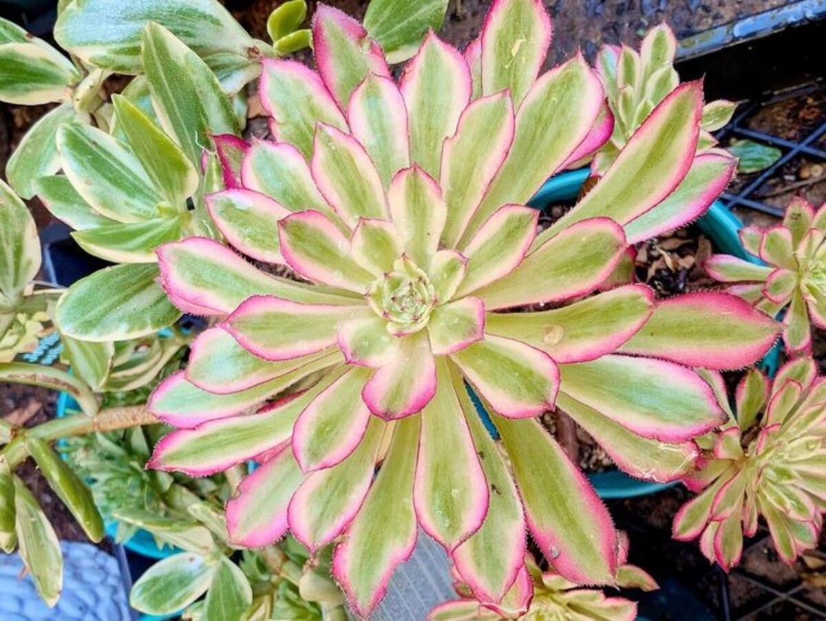 The beauty of succulents at Werri Beach Gerringong Garden Club