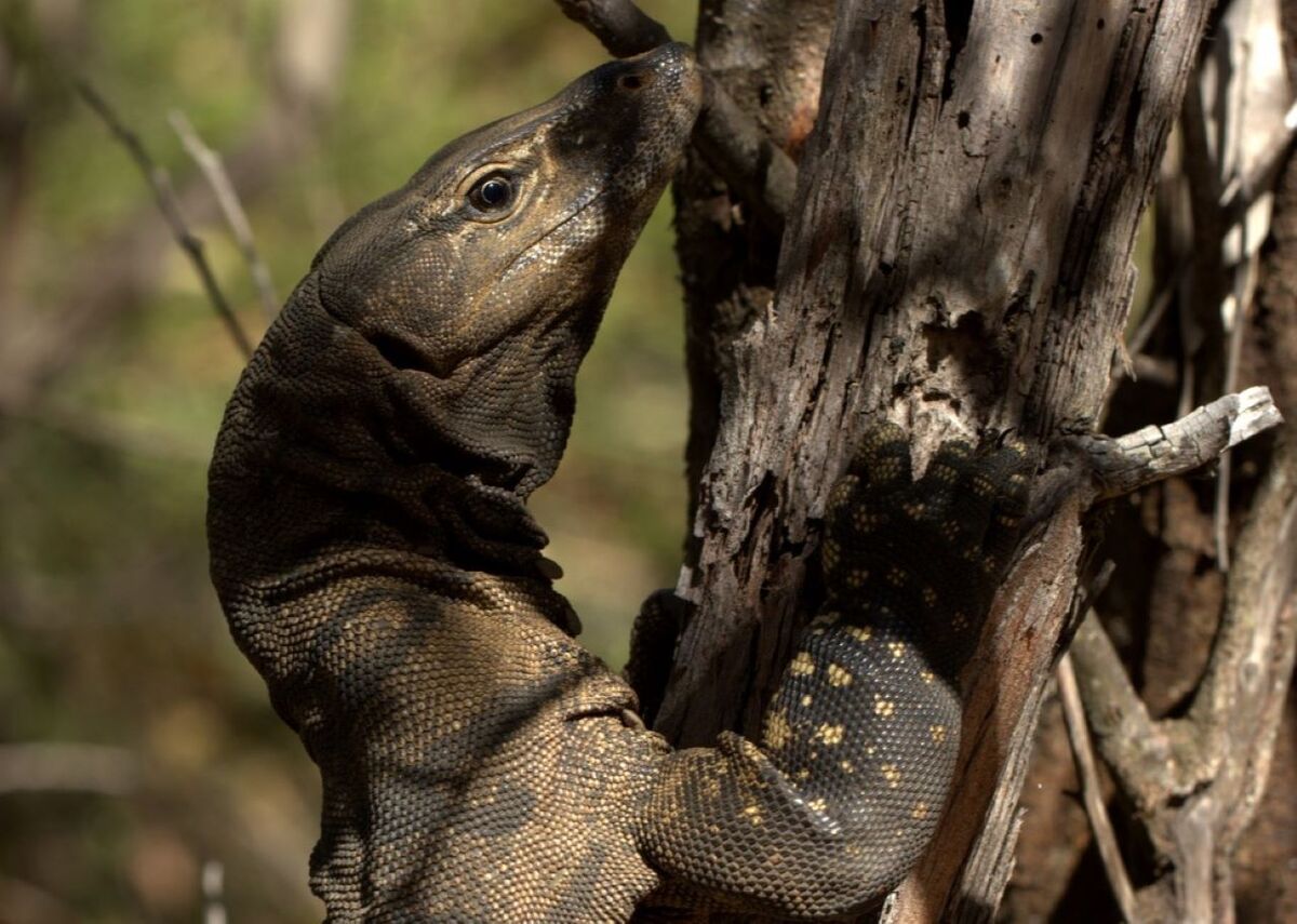 Baiting for the future of native animals and livestock