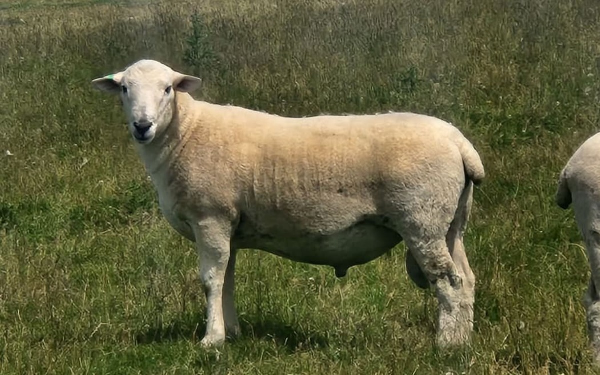 'Really good' ram sells for nearly $25,000