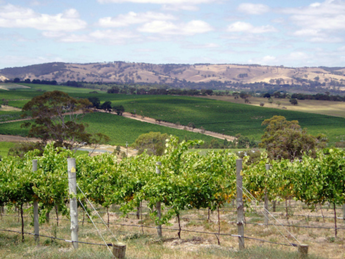 Drought resilience boost for wine and veg sectors