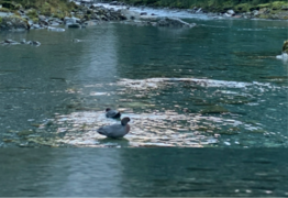 Whio sightings ‘wonderful reward’ for conservation work