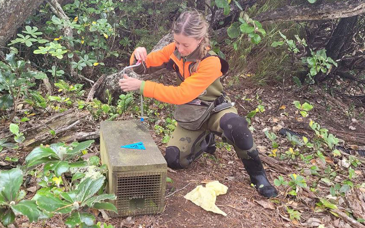 Dead Rat Found on Ulva Island Sparks Increased Monitoring Efforts