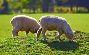 Farmers share concerns over cuts to AgResearch science roles in open letter to minister