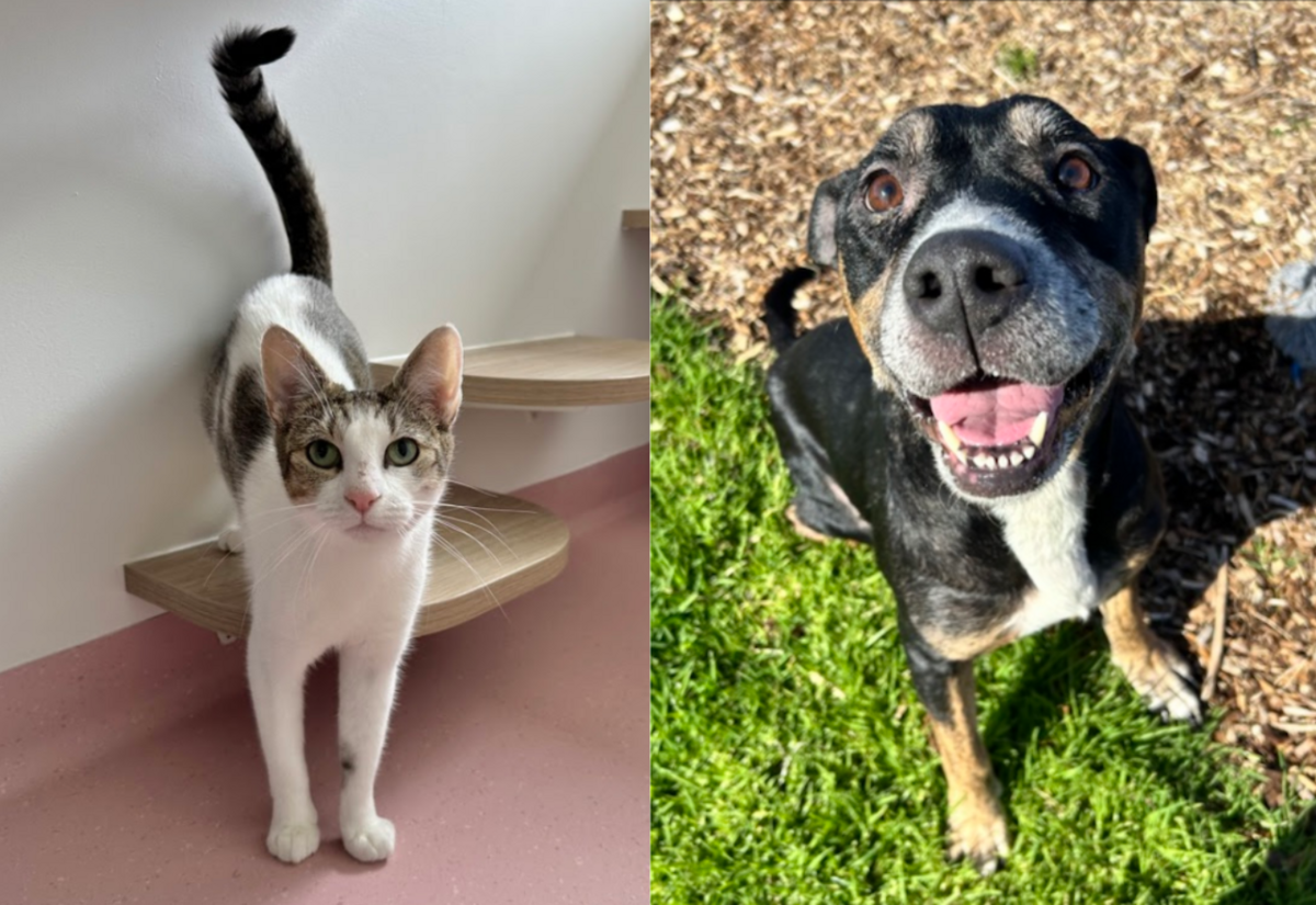 RSPCA pets of the week