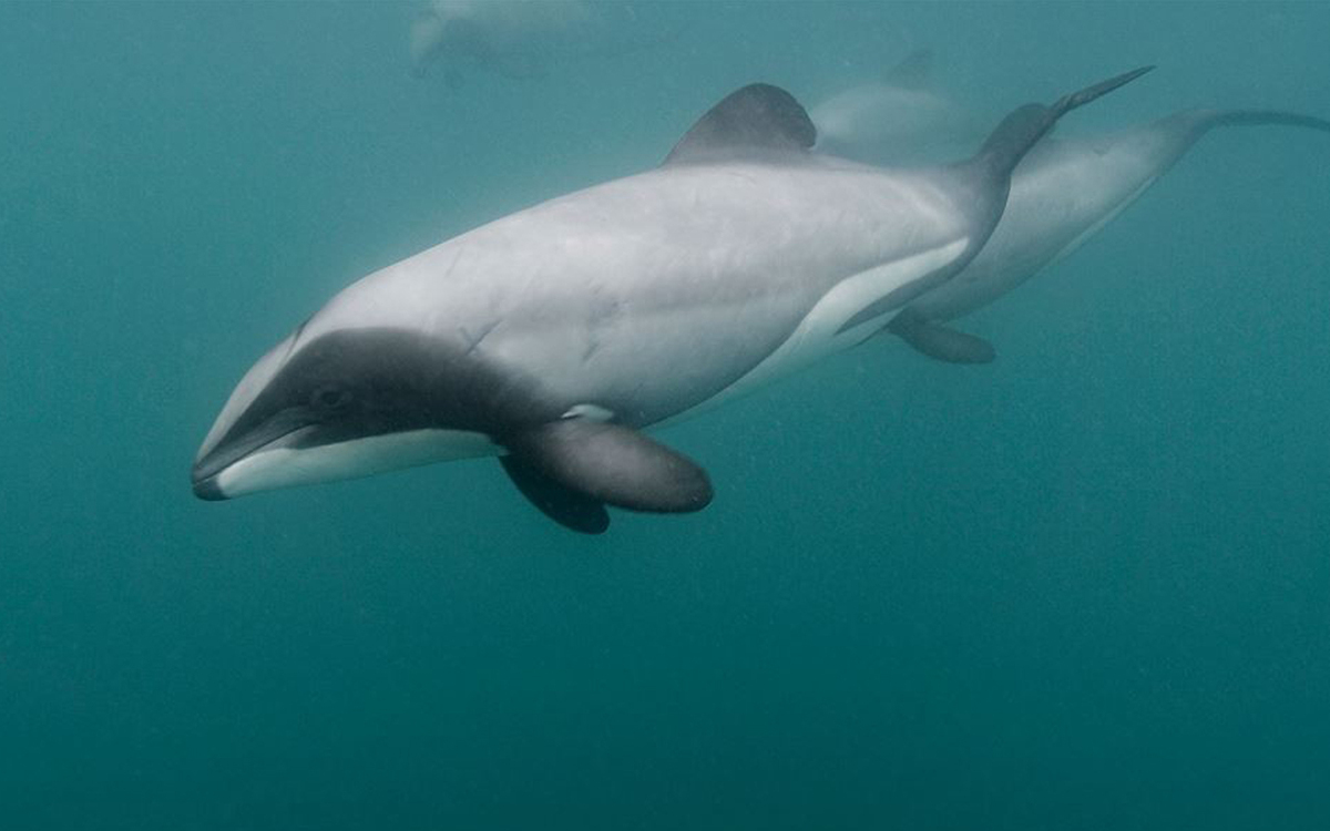 Couple Raise Awareness on plight of Maui & Hector dolphins