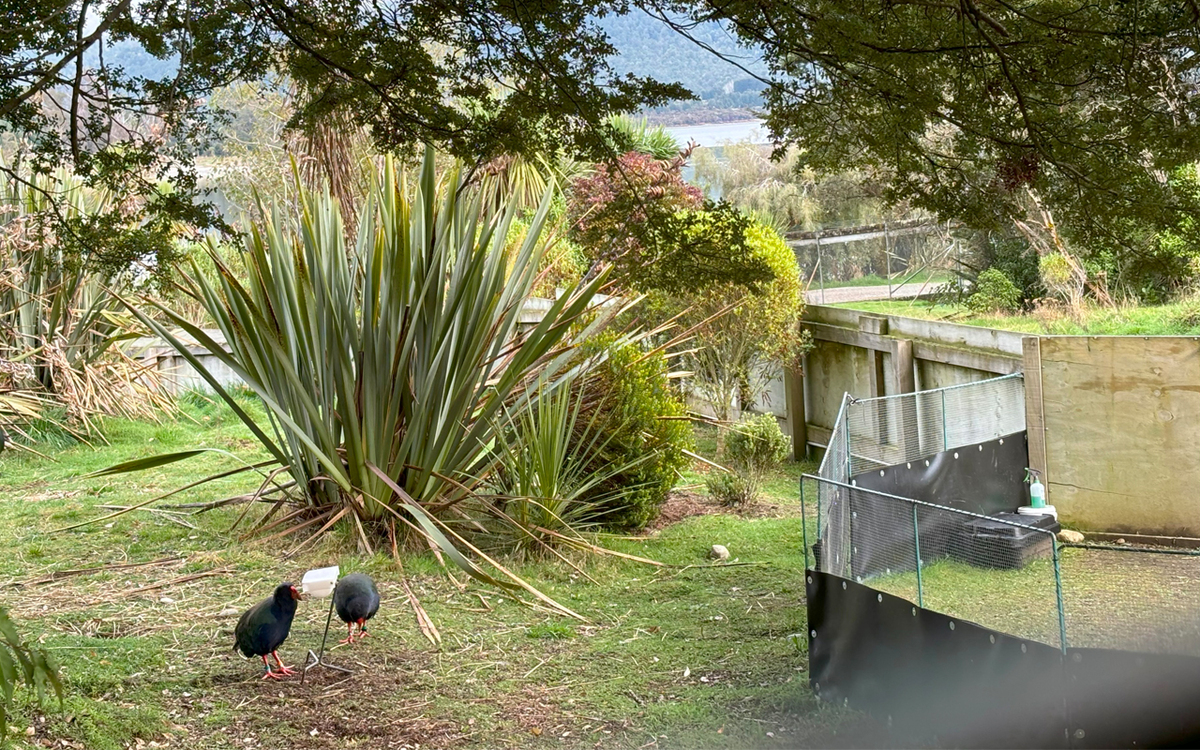 DOC signals exit from Te Anau's popular bird sanctuary 