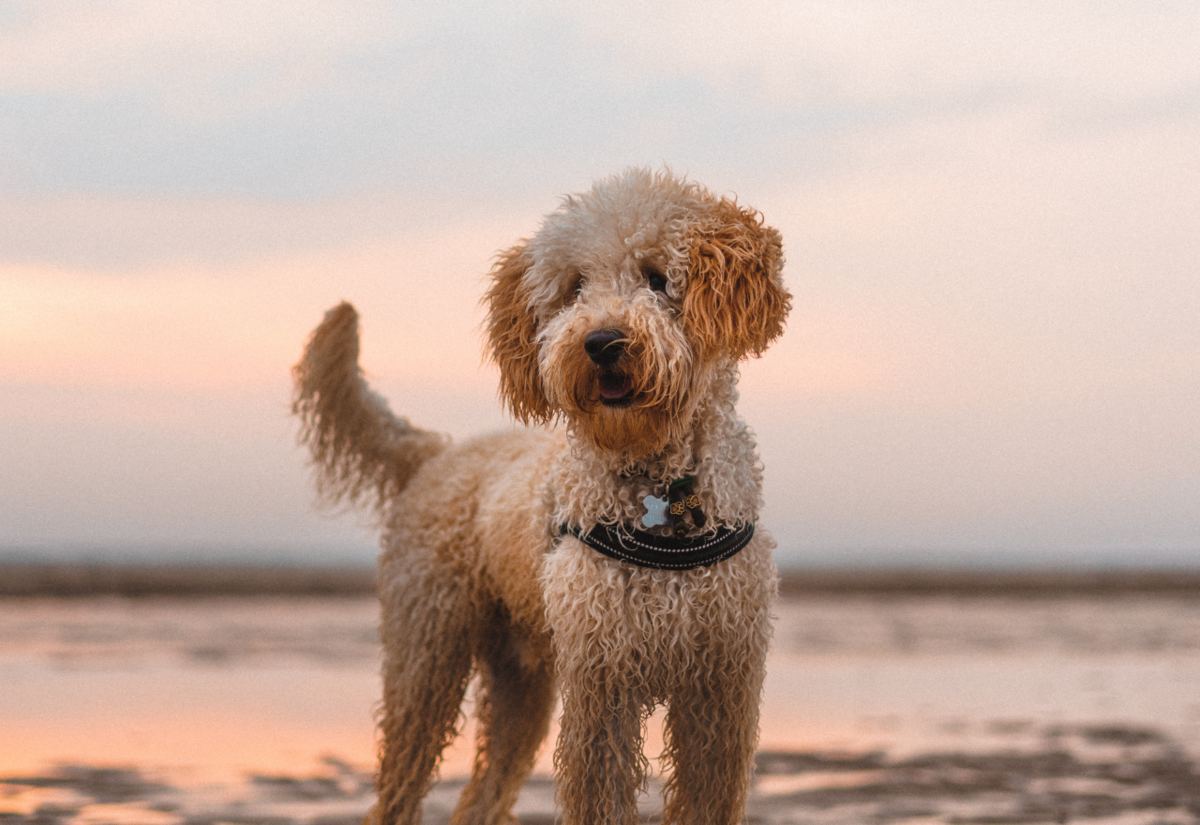 Dog Owners Rally Against Proposed Ban at Te Arai