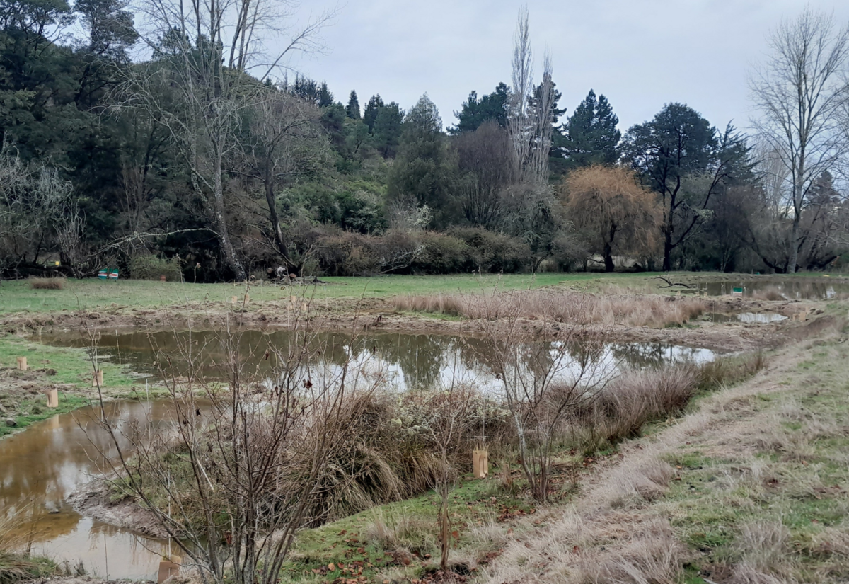 Small-scale wetlands making a big difference, says Fish & Game
