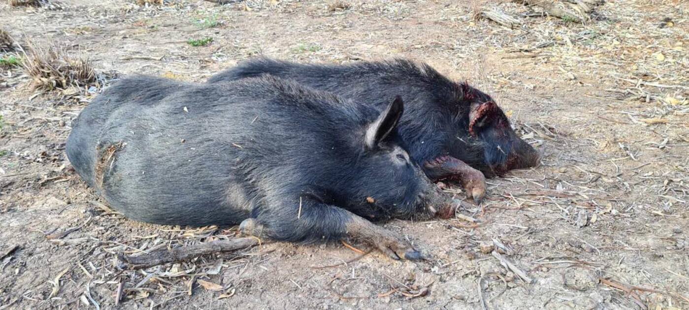 Hunting’s exclusion from ‘best practice’ pig control puts brakes on programs