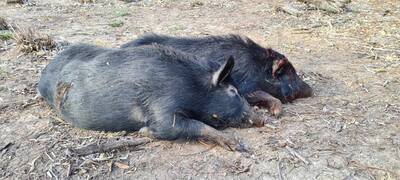 Hunting’s exclusion from ‘best practice’ pig control puts brakes on programs