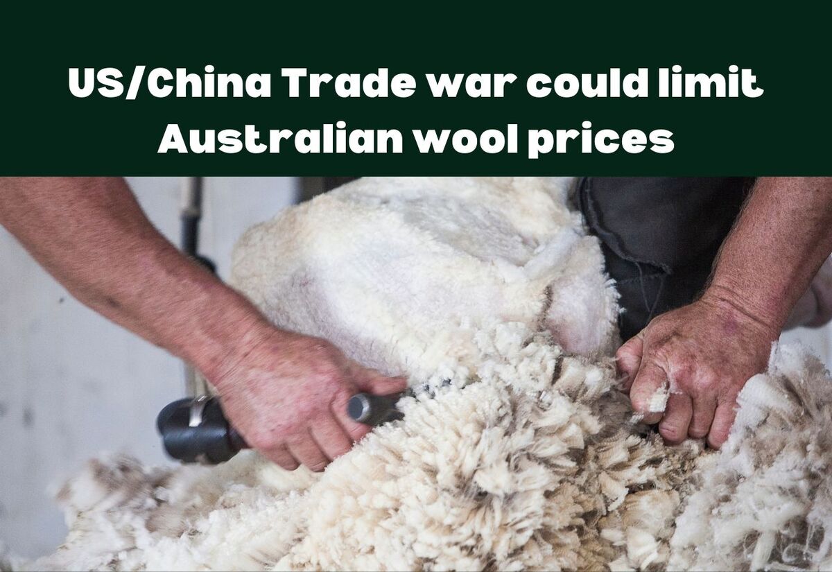 US/China Trade war could limit Australian wool prices