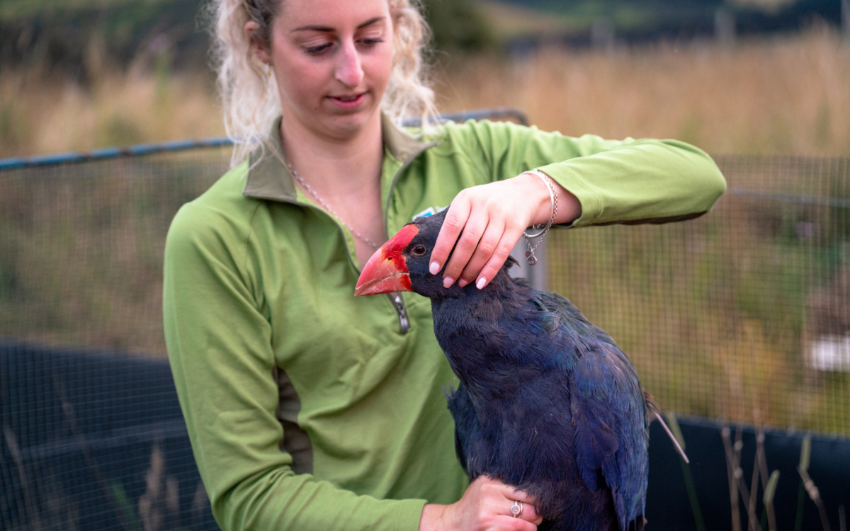 18 takahē released into Rees Valley