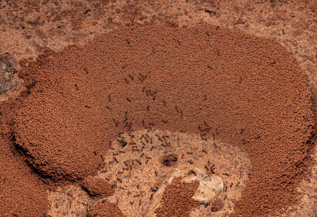 Two Qld turf and soil business convicted over improting red fire ants