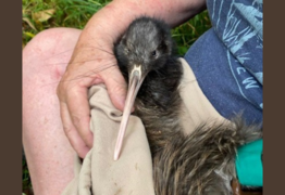 Auckland Kiwi’s 14km Journey Highlights Success of Conservation Efforts