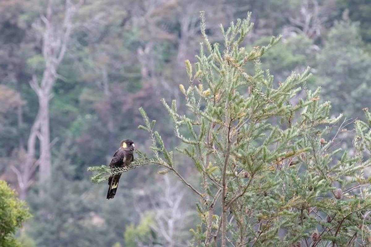 Restoring native habitat to 'ReBird The Ranges'