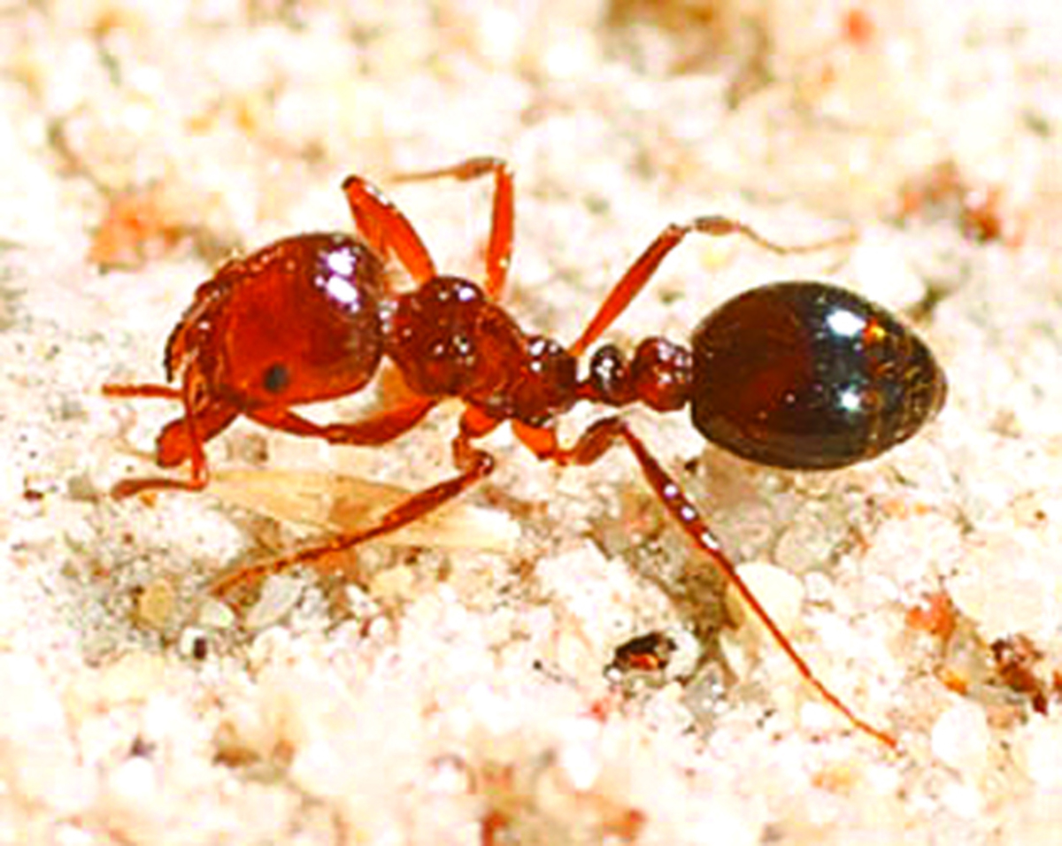 New front-line weapon against mobile fire ants