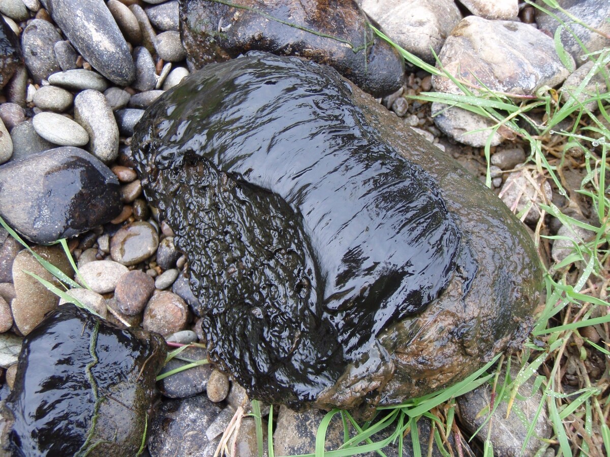 Toxic Algae Detected in Whitestone River