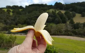 Northland growers getting into the banana game