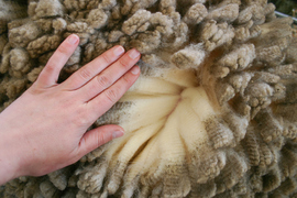 Merino company and MPI still investigating claims 