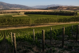 Organic wine cultivation in Central reaches milestone 