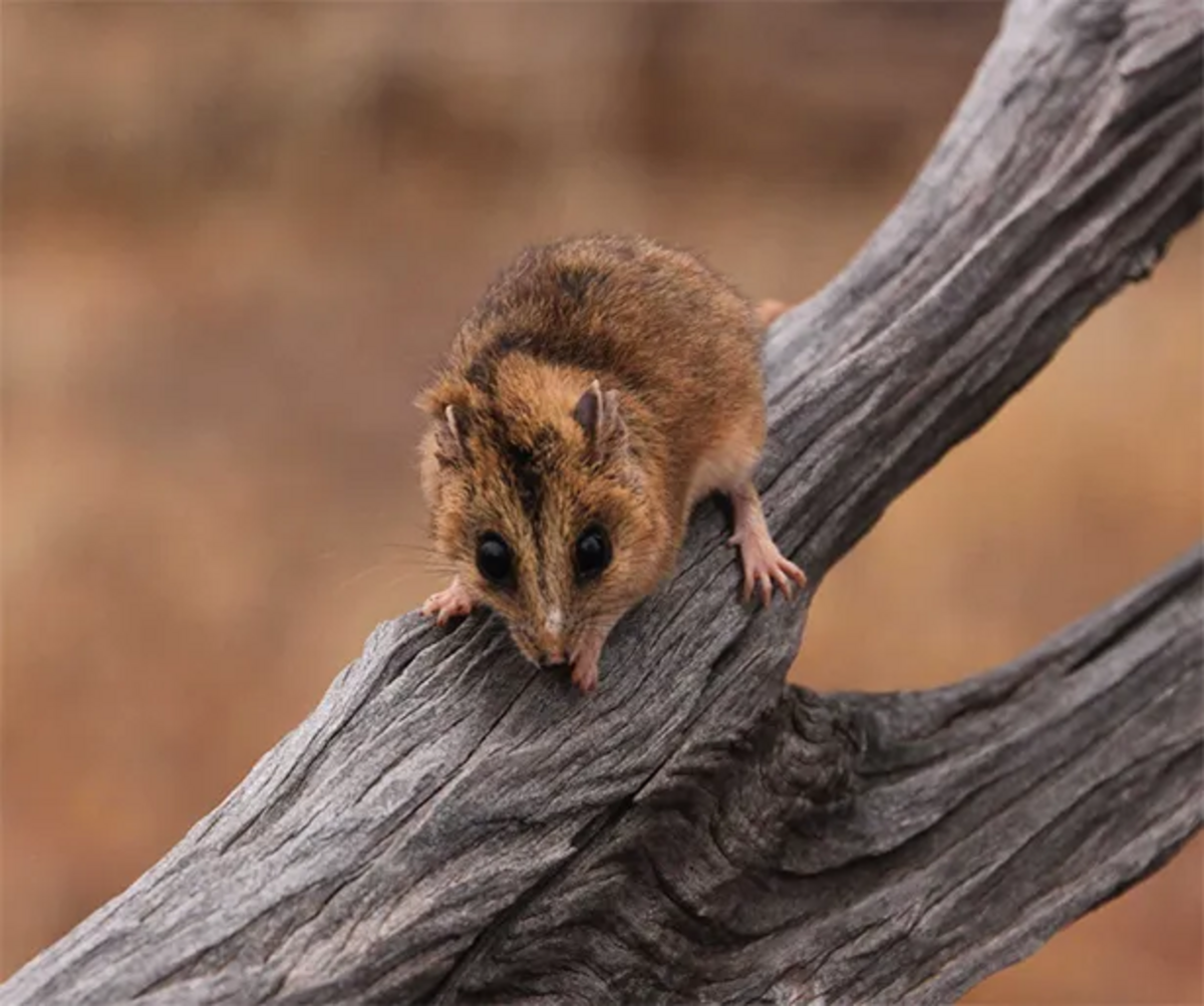 1080 a lifeline for threatened animals