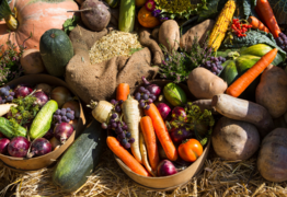 Autumn Harvest Festival returns 