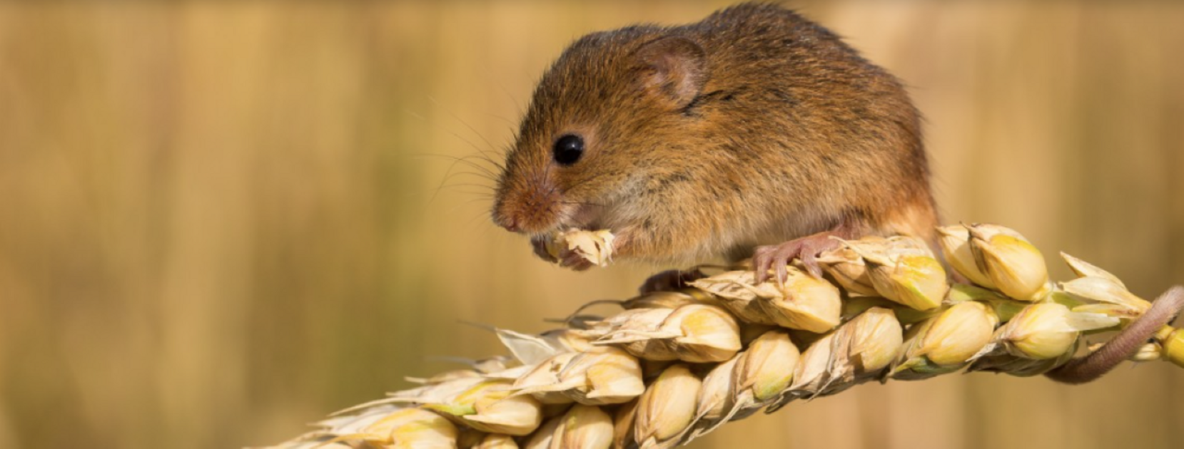 Proactive defence needed to manage mice