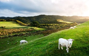 Farmer confidence grows to highest level in nearly a decade