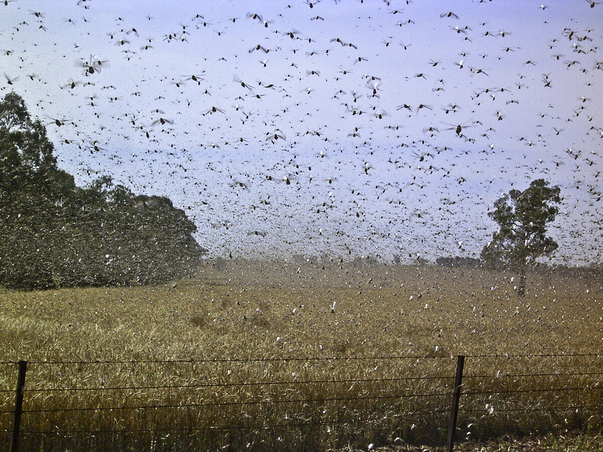 Localised locust outbreaks hit Warren, Gilgandra, Coonamble, Tottenham areas