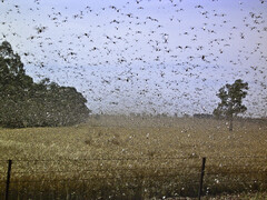 Localised locust outbreaks hit Warren, Gilgandra, Coonamble, Tottenham areas