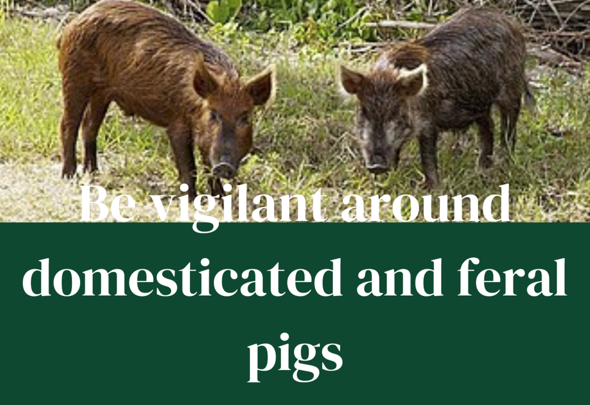 Biosecurity alert for virus in pigs