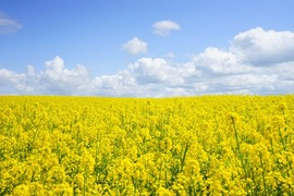 Could native vegetation increase crop yields? 