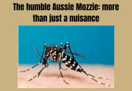 Be vigilant against mosquitos as Japanese Encephalitis is out and about