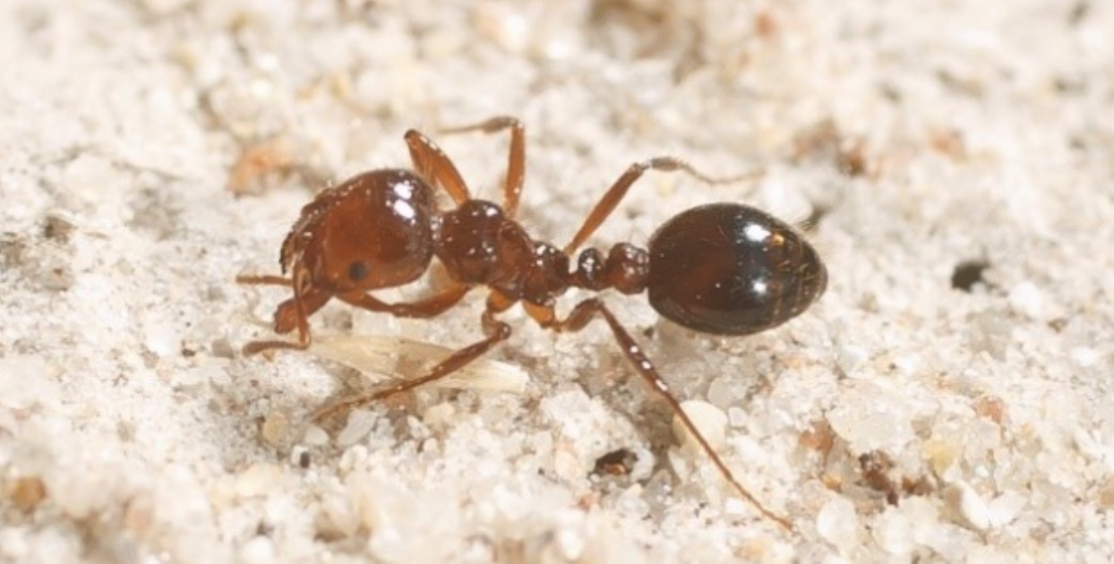 NSW cracks down on fire ant breaches