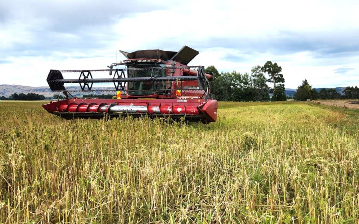 Farmers turn weed into wellness products